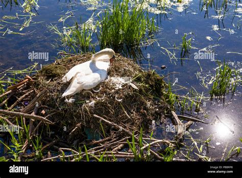 Image result for Brooding Bird