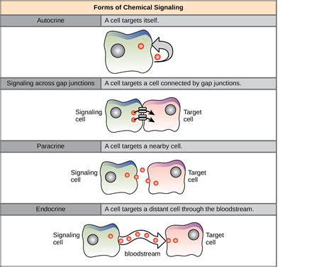 Intracellular Vs Intercellular