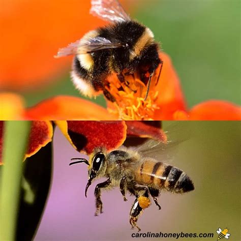 Bumblebee Vs Honey Bee