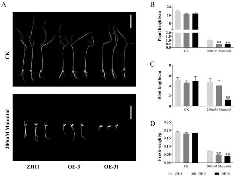 Ectopic Overexpression of Pineapple Transcription Factor AcWRKY31 ...