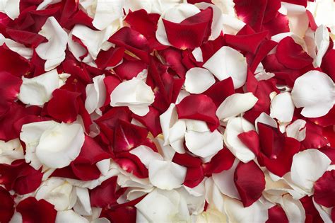 Red And White Roses Wallpaper