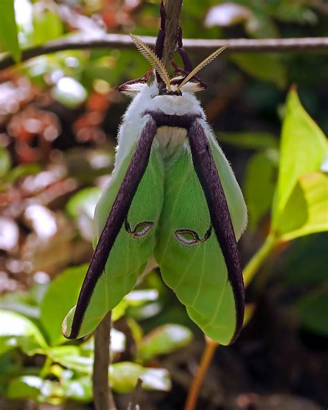 Insect Luna Moth Entomology - Free photo on Pixabay