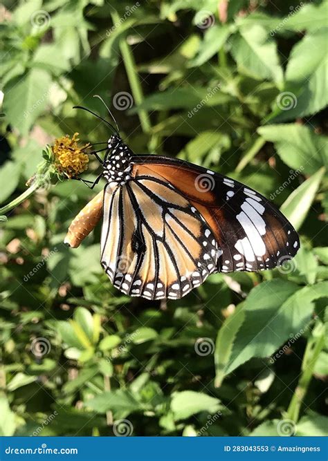 The Common Tiger Butterfly, Danaus Genutia. Stock Image - Image of ...
