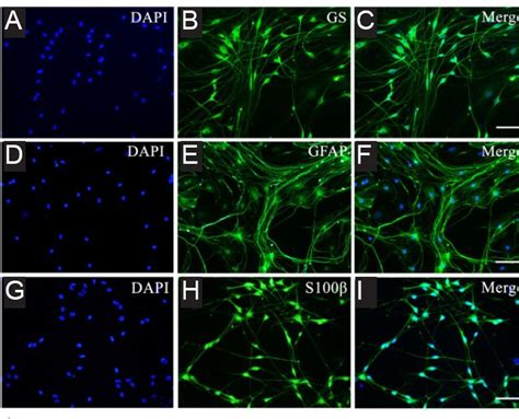 Image result for Measuring Fluorescence Intensity ImageJ