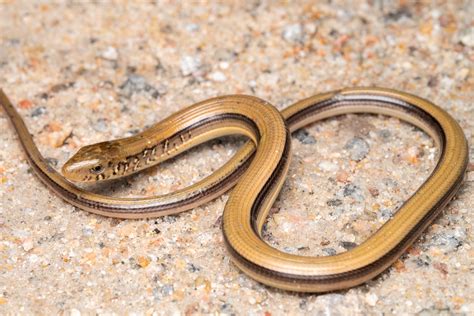 Eastern Glass Lizard