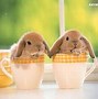 Image result for Family of Bunnies
