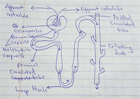 Blank Nephron Diagram Worksheets