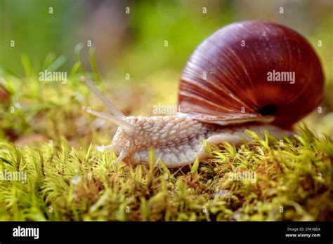 Image result for Sequence Range in Python