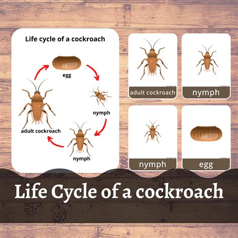 Cockroach Life Cycle