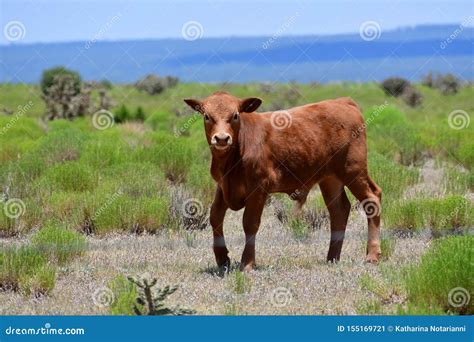 Baby Red Angus Cattle in a Field in Texas Stock Image - Image of food ...