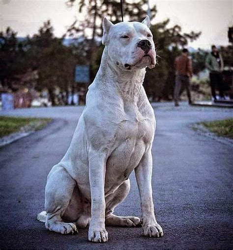 Dogo argentino on Instagram: "Posted @withregram • @dogoargentino ...