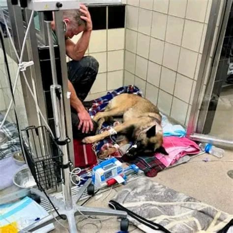 𝗞𝟵 | 🚨UPDATE: K-9 Rocky expected to make a full recovery New photos ...