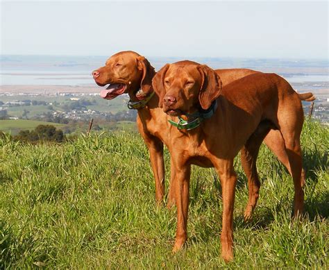 redbirddog - a hungarian pointer (vizsla) blog: Five Vizslas on top of ...