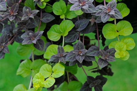 Wooly Thyme Invasive How To Grow Creeping Jenny | BBC Gardeners World