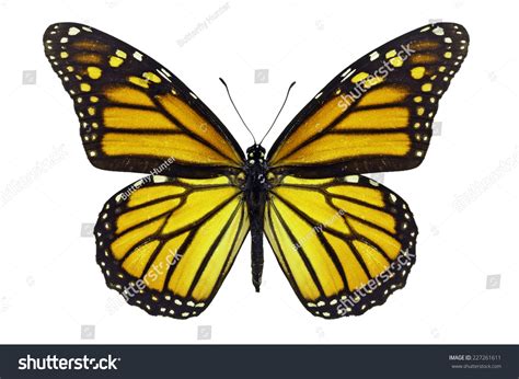 Yellow Monarch Butterfly