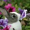 Image result for Images of Baby Bunnies