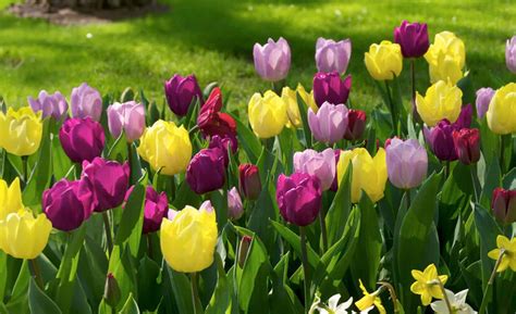 Image result for Spring Flower Types