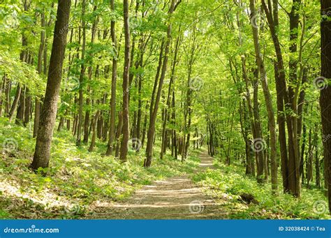 Dense forest stock photo. Image of green, outdoors, plant - 32038424