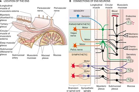 Organization of the Gastrointestinal System - Clinical Tree