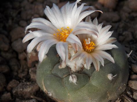 Turbinicarpus (Backeb.) Buxb. & Backeb. | Plants of the World Online ...