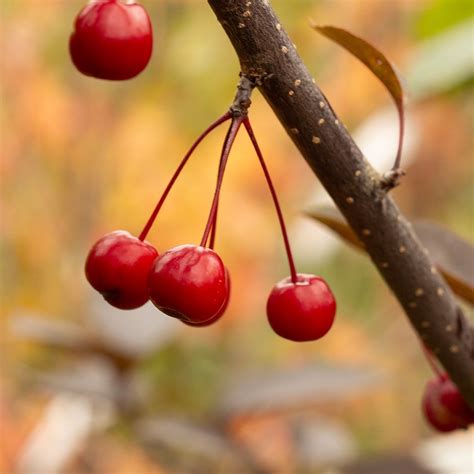 Buy crab apple Malus 'Princeton Cardinal': Delivery by Waitrose Garden