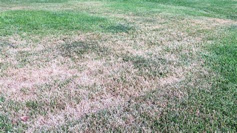 How to deal with common problems in North Texas gardens, yards | Fort ...