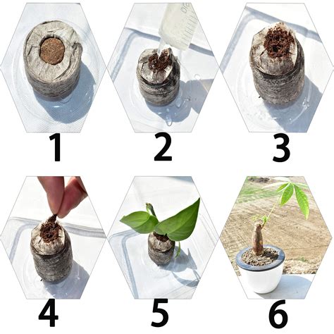 ZeeDix 50 Pcs (40mm) Peat Pellet Fiber Soil Plant Seed Starters - Plugs ...