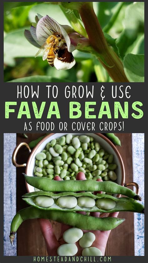 How To Grow Fava Beans - Indoor Plants