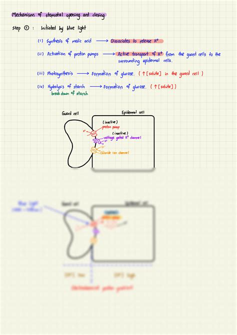 SOLUTION: Stpm biology mechanism of stomatal opening and closing - Studypool