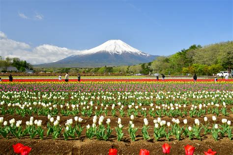 富士山 的图像结果