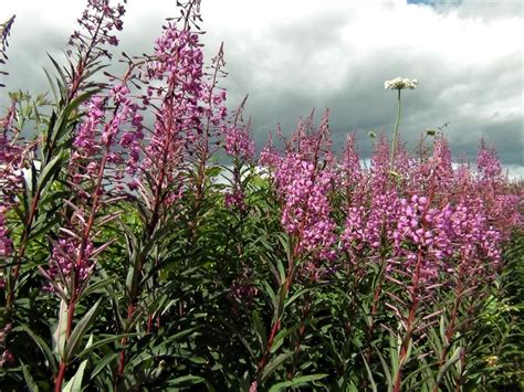 Willow Herb Identification at Harrison Humphery blog