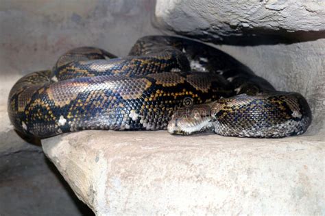 Large Python Snake 的图像结果