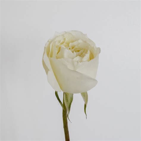 David Austin English Garden Roses - Patience in White Cream | Hope ...