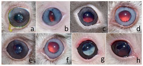 Cataract Surgery in Pet Rabbits: Clinical Presentation, Treatment, and ...