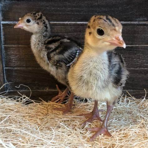Image result for Turkey Brooder