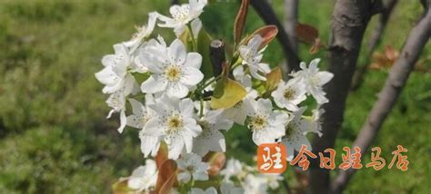 一树梨花压海棠——陈友写意海棠花高清欣赏 | 大公网