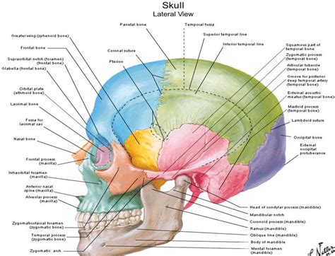 Lateral view of Skull - Netter | Anatomy, Human skull anatomy, Sphenoid ...