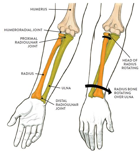 Arm Bone From Elbow To Wrist at Robert Mosher blog
