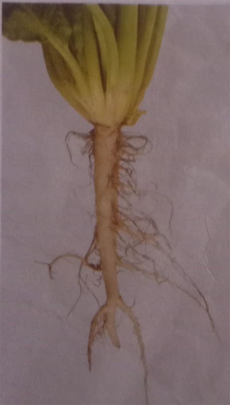 Differentitate between Tap root and Fibrous root with diagram. - Brainly.in