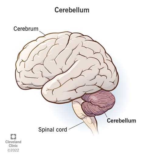 https://my.clevelandclinic.org/-/scassets/images/org/health/articles/23418-cerebellum?utm_source=chatgpt.com