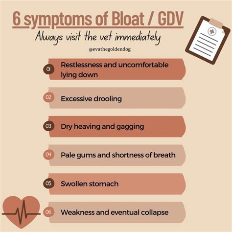 How to treat Bloat/GDV and poisoning in dogs - Eva The Golden Dog