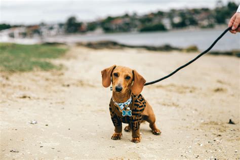Meet the Shund: Owning a Weiner Dog Jack Russell Terrier Mix