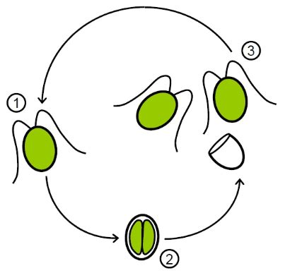 Algae and Its Classification - Biology Class 11 - NEET PDF Download