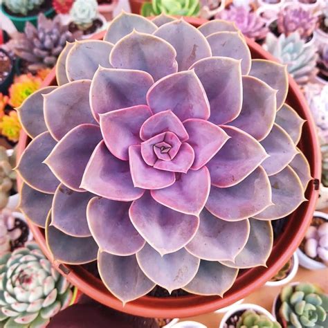 60 Purple Succulent Plants That Are Absolutely Gorgeous