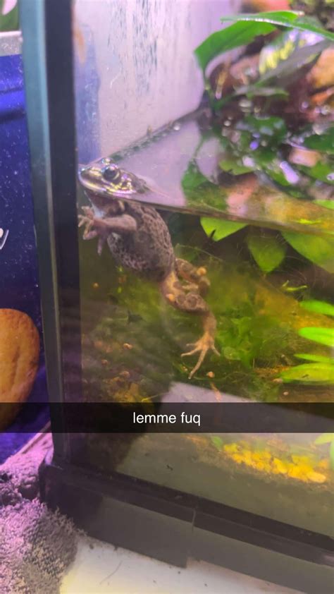chill ass guy : r/frogs