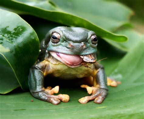 What Animal Eats The Frog at Ella Hogarth blog