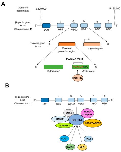 CRISPR Gene Therapy: A Promising One-Time Therapeutic Approach for ...