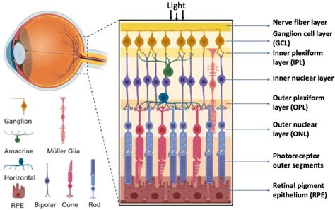 Retinal Ganglion Cells