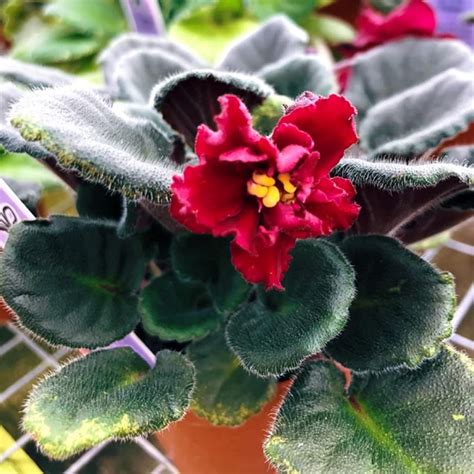 CHUXAY GARDEN Red African Violets-Saintpaulias 100 Sri Lanka | Ubuy