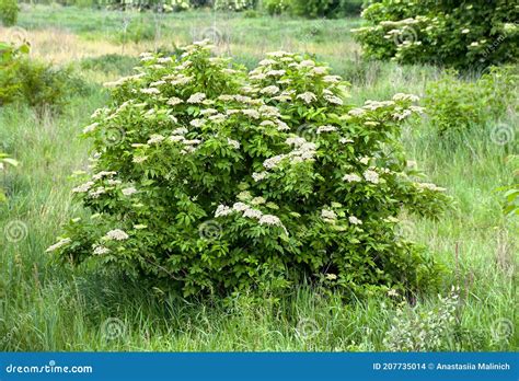 Elder Or Elderberry Or Black Elder Or European Elder Flowering Plant ...
